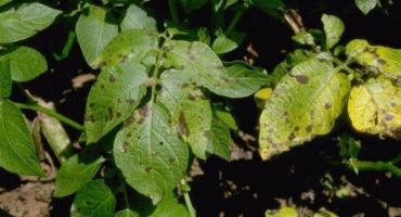 Jak rozpoznat a léčit alternárii brambor?